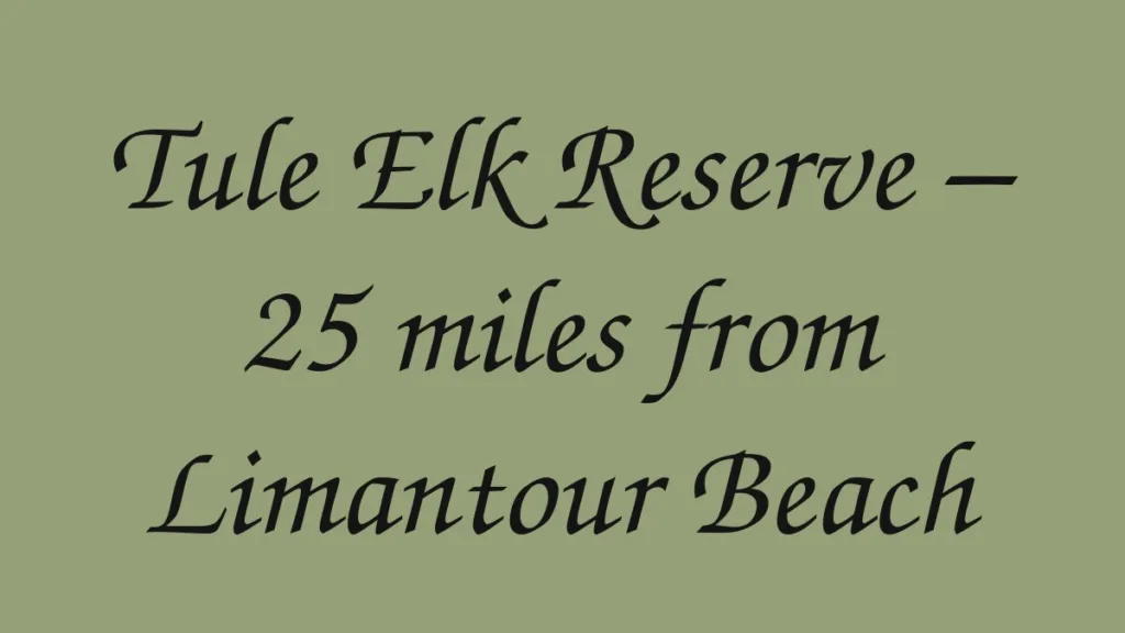 tule-elk-reserve-25-miles-from-limantour-beach