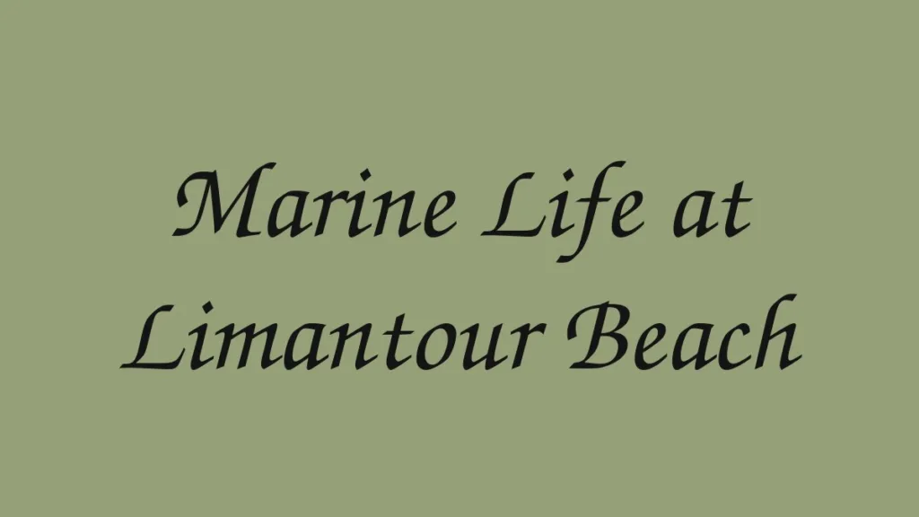 marine-life-at-limantour-beach