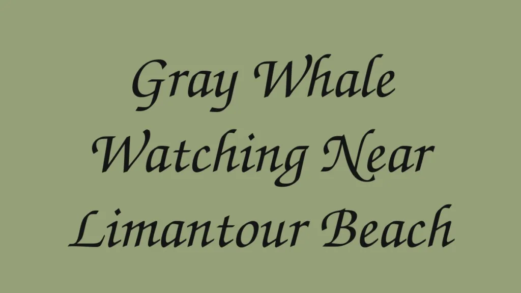 gray-whale-watching-near-limantour-beach