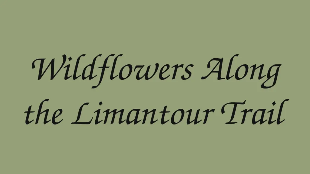 wildflowers-along-the-limantour-trail